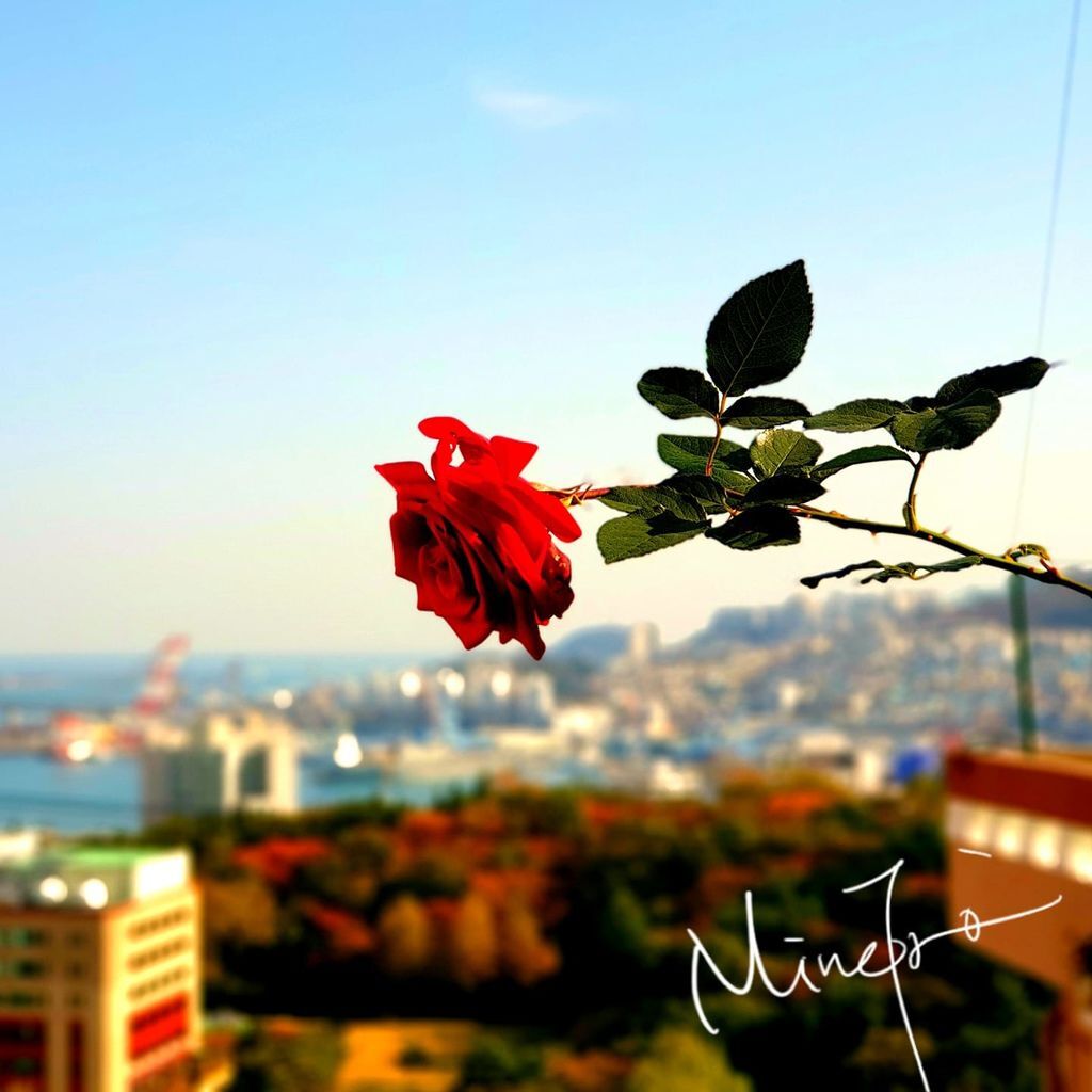釜山玫瑰